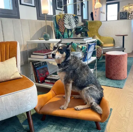 dog on chair coworking pet friendly